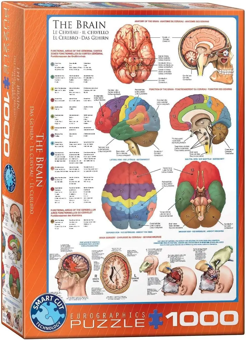 Eurographics The Brain 1000 Piece Jigsaw Puzzle for Ages 12 and Up