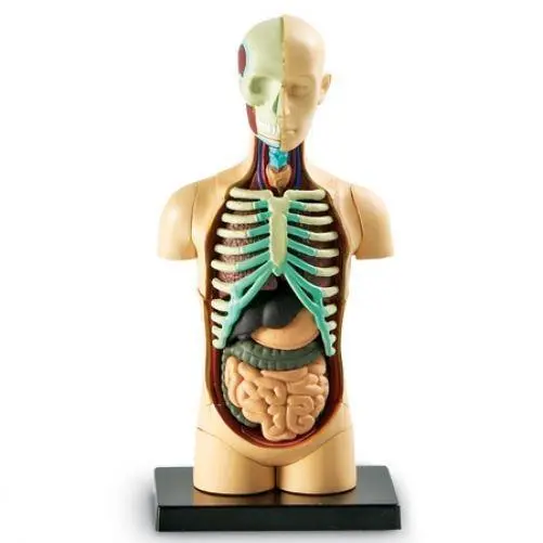 Learning Resources Detailed Human Body Anatomy Model for Ages 8 and Up