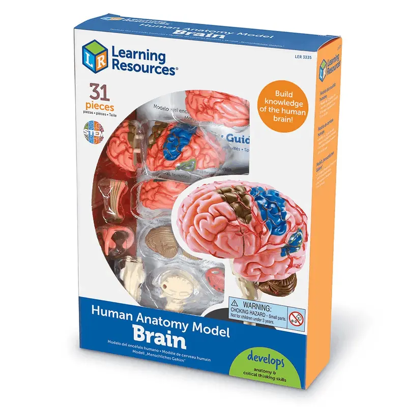 Learning Resources Detailed Human Brain Anatomy Model for Ages 8 & Up