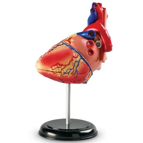 Learning Resources Detailed Human Heart Anatomy Model for Ages 8 & Up