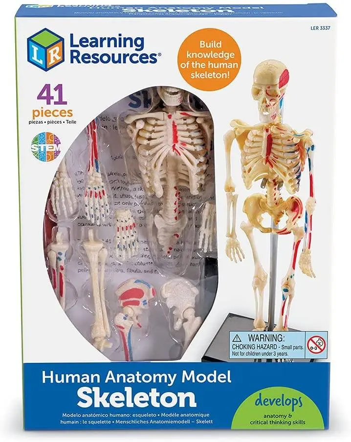 Learning Resources Detailed Human Skeleton Anatomy Model for Ages 8+
