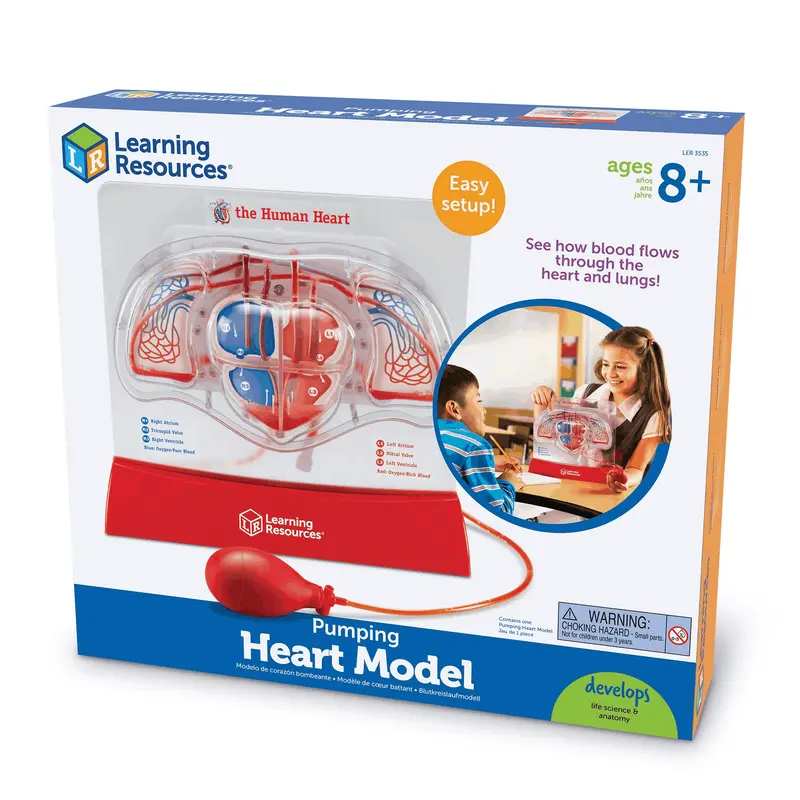 Learning Resources Pumping Human Heart Anatomy Model for Ages 8 and Up