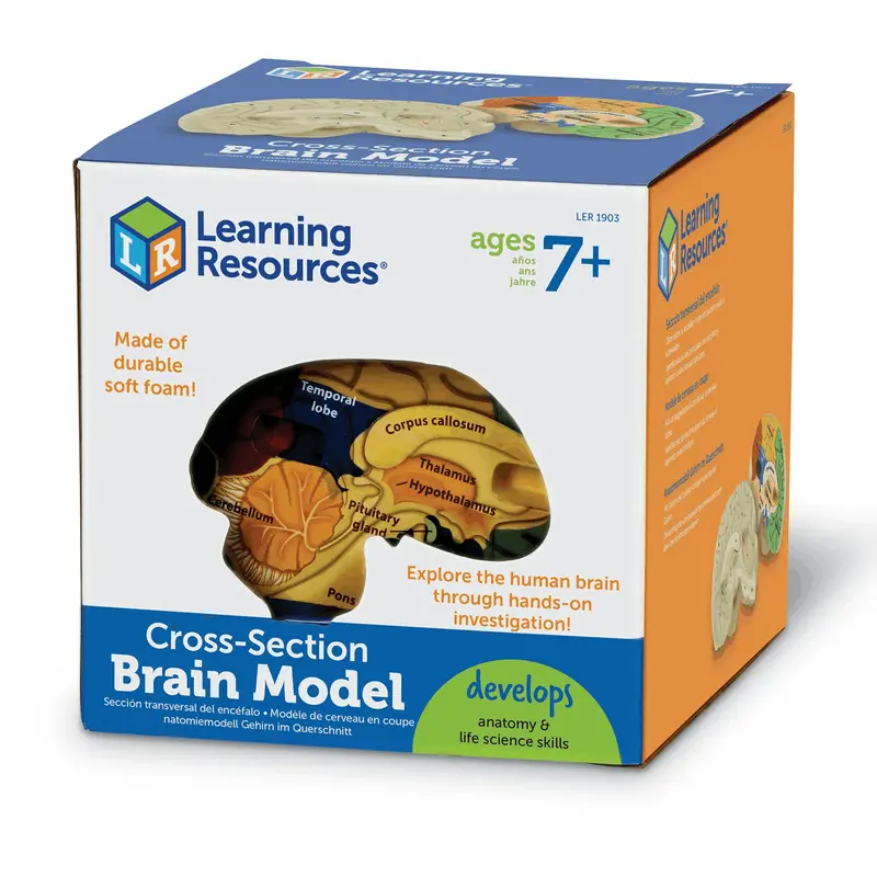 Learning Resources Soft Foam Cross-Section Brain Model for Ages 7 & Up
