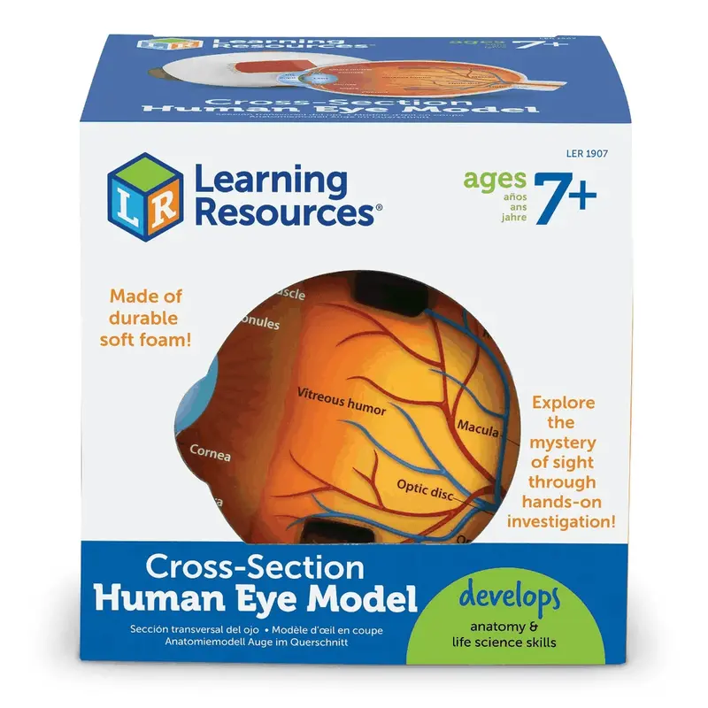 Learning Resources Soft Foam Cross-Section Eye Model for Ages 7 and Up