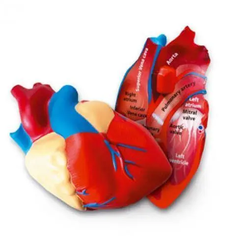 Learning Resources Soft Foam Cross-Section Heart Model for Ages 7 & Up